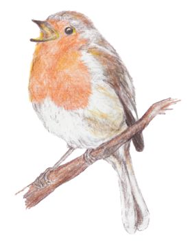 Robin_-_tekening_280px.jpg